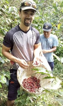 Picking cherries