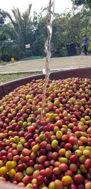 Roasted coffee