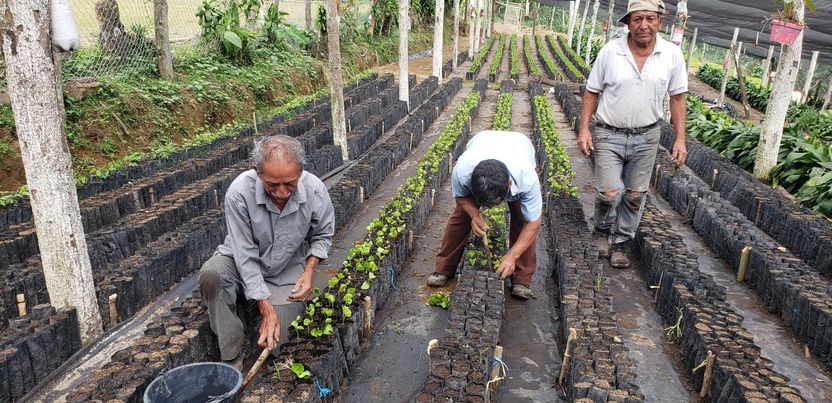 Planting trees
