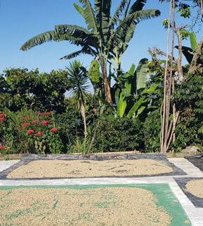 Shade-grown coffee trees